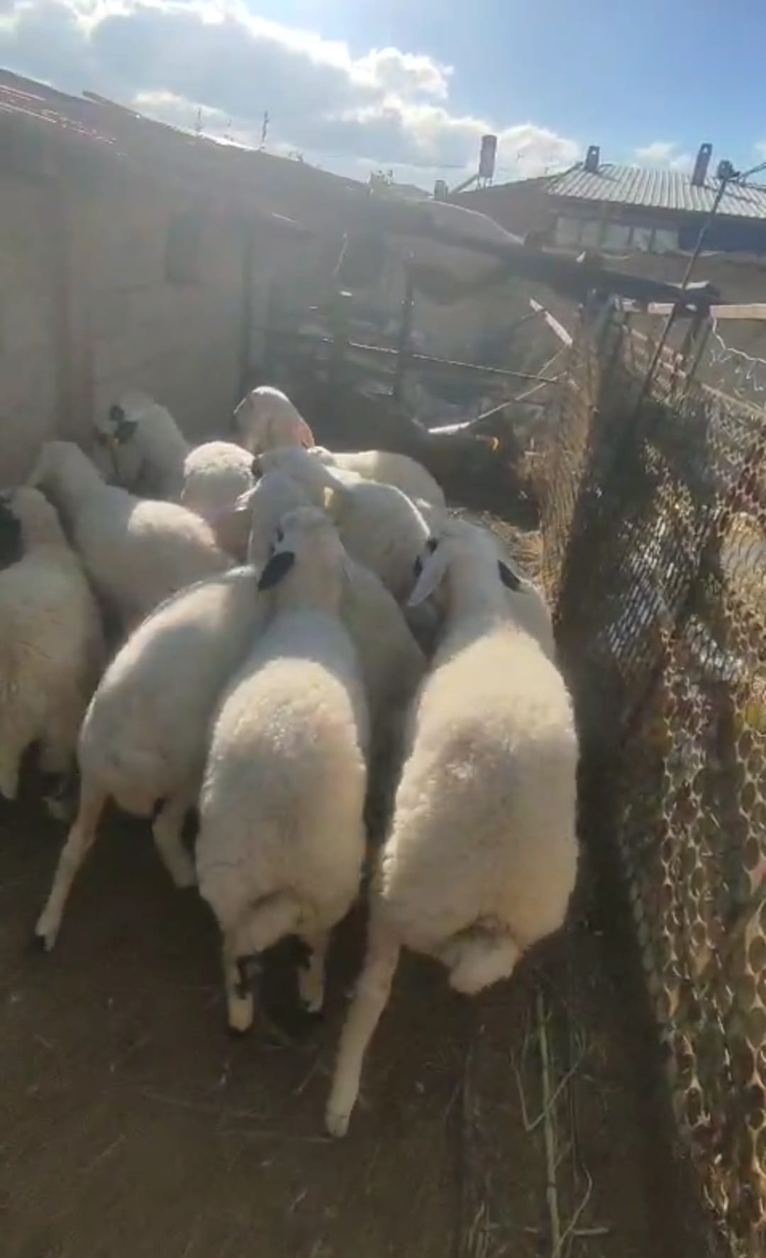 42 S Atalay Hayvancılık